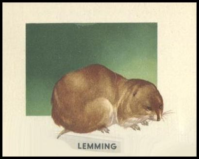 138 Lemming